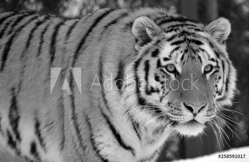 Picture of Amur Siberian tiger is a Panthera tigris tigris population in the Far East particularly the Russian Far East and Northeast China